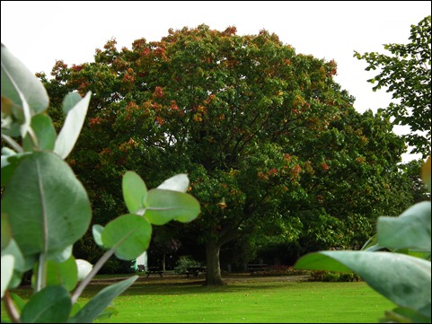 queenspark 005